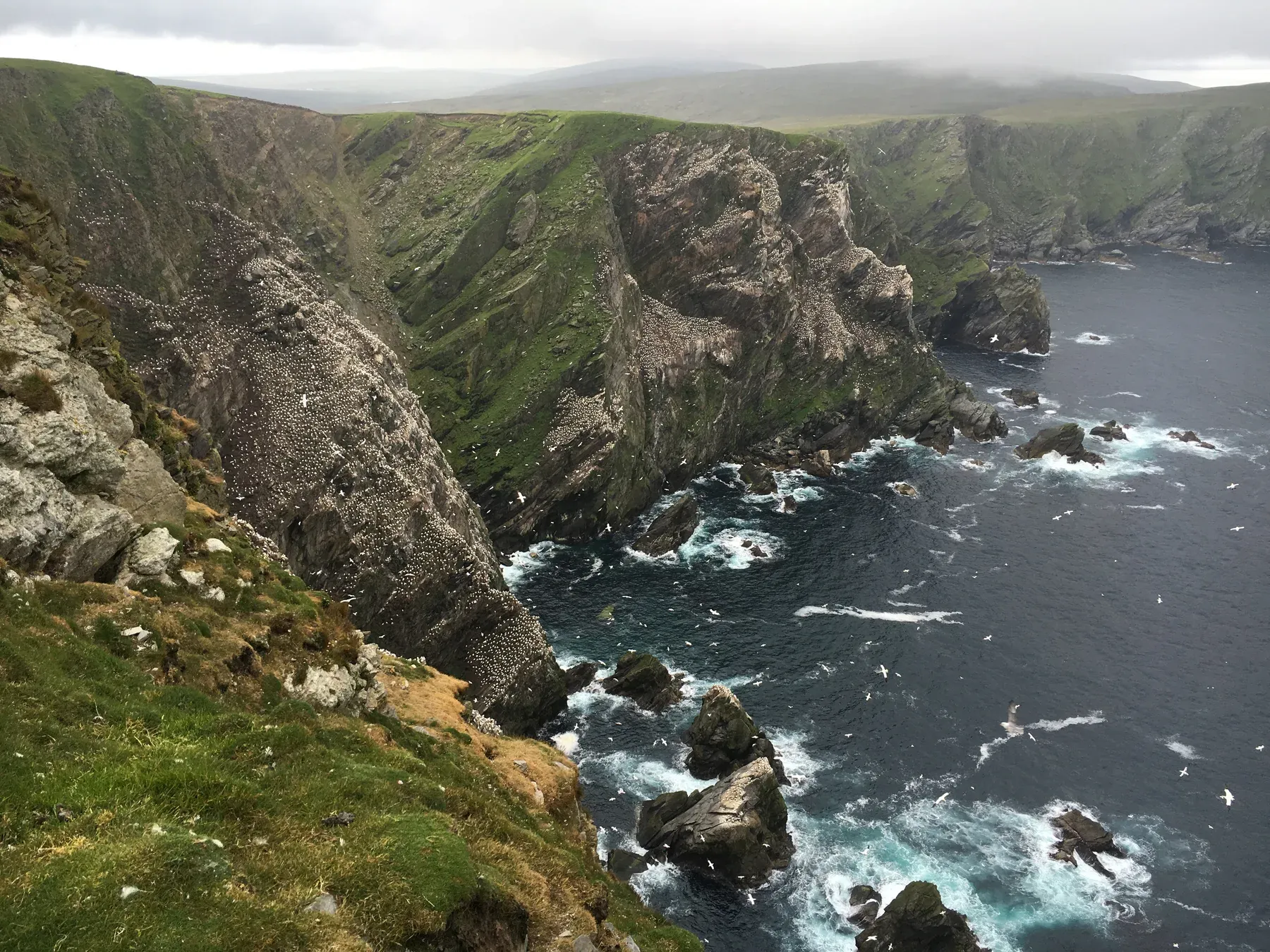 Articulo 3 Shetland-2496