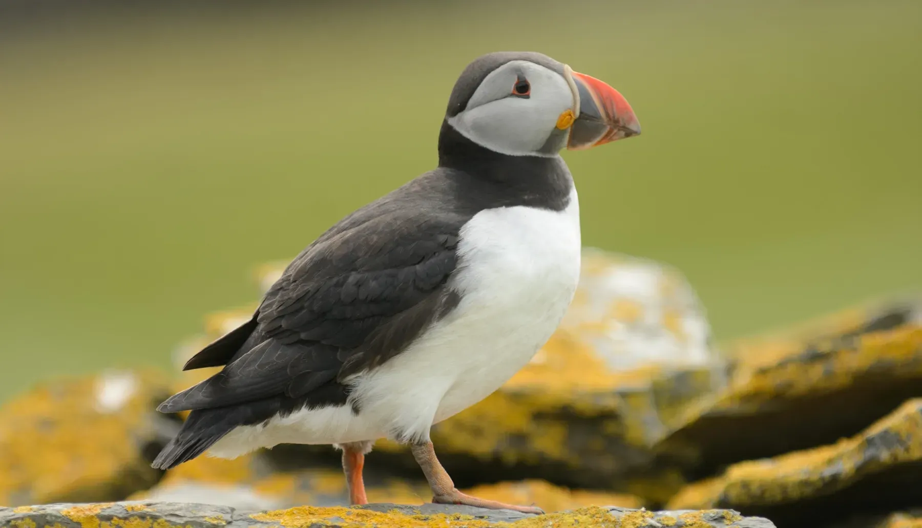 Articulo 3 Shetland-1148